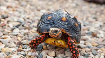 Tortuga patas rojas