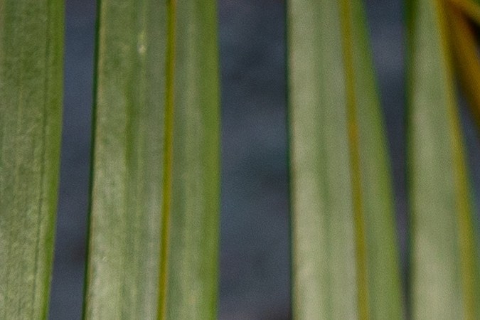 El agua de coco es una fuente natural de electrolitos.
