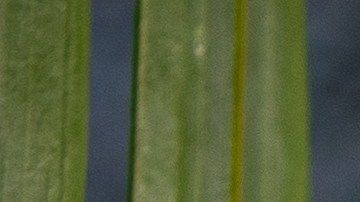 El agua de coco es una fuente natural de electrolitos.