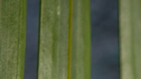 El agua de coco es una fuente natural de electrolitos.