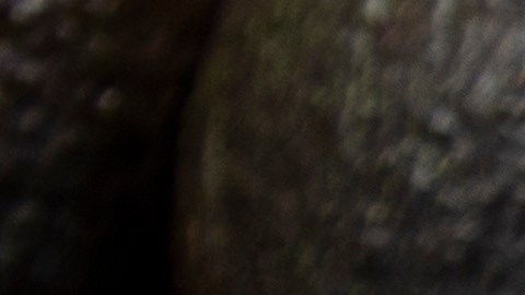El aguacate es un alimento con múltiples beneficios, pero desafortunadamente no es apto para todos.