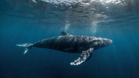 Los ataques de las ballenas directos hacia las personas son poco frecuentes en las costas chilenas, aclaró AP.