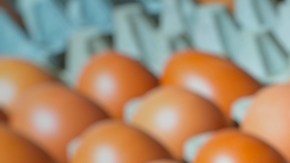 ¿Por qué hay escasez de huevos y aumento en su precio en Estados Unidos?