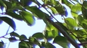 farmacias-cvs-cierres-2025