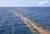 Se le conoce como mar de los Sargazos debido a que su superficie está cubierta por vastas extensiones de algas flotantes, llamadas 'Sargassum'.
