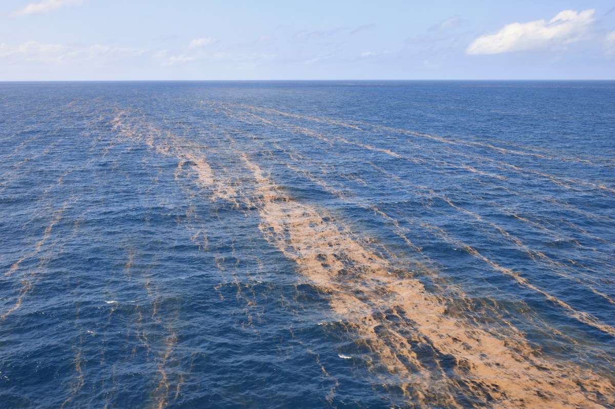 El curioso mar de los Sargazos: no toca tierra y "vive" en una corriente de agua en América