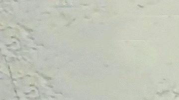 Maribel Guardia y su nuera Imelda Tuñón.