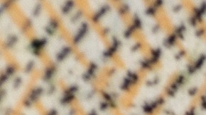 numismatica-1-centavo