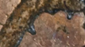 numismatica-moneda-cabeza-de-indio