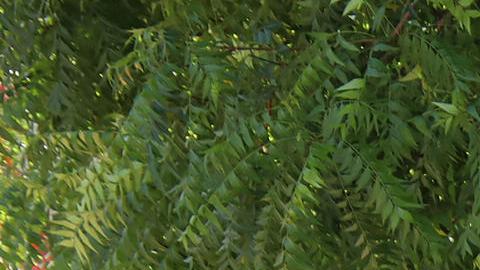 Personas esperan para resolver su situación migratoria este domingo, en una plaza del municipio de Tapachula en el estado de Chiapas (México).