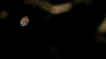 La gente agita carteles durante una protesta a favor de los derechos de las personas transgénero en las afueras del Hospital de Niños de Seattle, luego de que la institución pospusiera algunas cirugías de afirmación de género para menores de edad, luego de una orden ejecutiva del presidente Donald Trump, el domingo 9 de febrero de 2025, en Seattle.