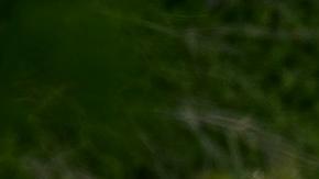 Los migrantes fueron abandonados en el tráiler sin ventilación en San Antonio, Texas.