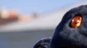 Ciudadanos rusos de entre 18 y 30 años serán llamados a filas entre el 1 de abril y el 15 de julio de este año.