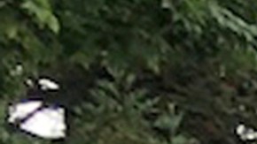 Witron estaba en una excursión junto a su perro.