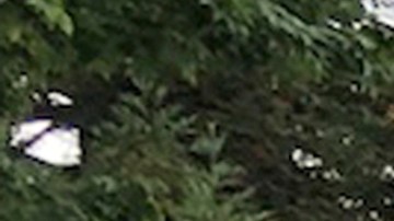 Witron estaba en una excursión junto a su perro.