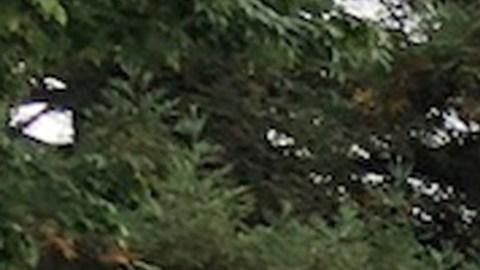 Witron estaba en una excursión junto a su perro.