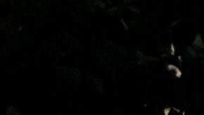 Perito de la autopsia asegura que Maradona "podría haber estado 12 horas en agonía”