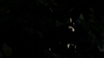 Perito de la autopsia asegura que Maradona "podría haber estado 12 horas en agonía”