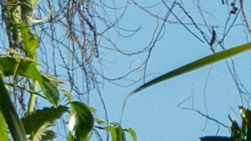Autoridades dominicanas en plena búsqueda de Sudiksha Konanki.