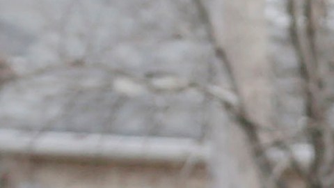 Sonia Feliciano, de 59 años, abuela materna del niño, también enfrenta un cargo de obstrucción y manipulación de pruebas. Sonia Feliciano, de 59 años, abuela materna del niño, también enfrenta un cargo de obstrucción y manipulación de pruebas.
