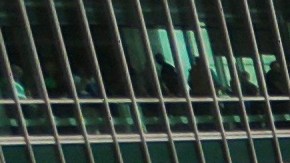 La celebración de San Patricio en Chicago inicia con teñir el río de verde.