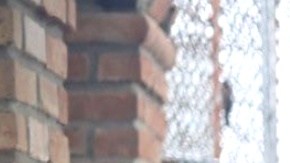 El Departamento de Policía de Hidalgo tomó a Matthew Merrill bajo custodia.