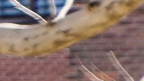 Funcionarios de la Alcaldía promueven el programa NYC Free Tax Prep que ayuda a llenar impuestos gratis