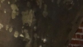Mano dura en parques de NYC con quienes boten basuras y escombros