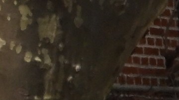 Mano dura en parques de NYC con quienes boten basuras y escombros