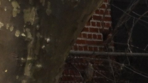 Mano dura en parques de NYC con quienes boten basuras y escombros
