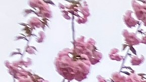 Árbol de cerezos en NY