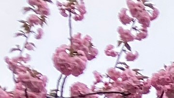 Árbol de cerezos en NY