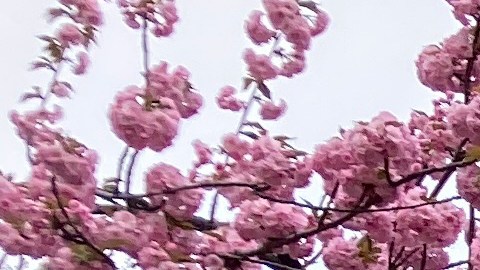 Árbol de cerezos en NY