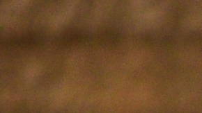 El color de la cáscara de los huevos tiene que ver con la raza de la gallina.