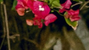 Lele Pons y Guaynaa anuncian que están embarazados.