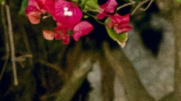 Lele Pons y Guaynaa anuncian que están embarazados.