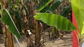 Finca Don Manuel invita a sus visitantes a entrar en contacto con el trabajo de los agricultores.