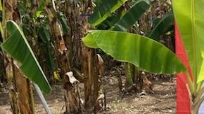 Finca Don Manuel invita a sus visitantes a entrar en contacto con el trabajo de los agricultores.