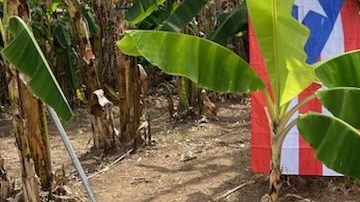 Finca Don Manuel invita a sus visitantes a entrar en contacto con el trabajo de los agricultores.