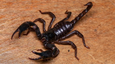Escorpión