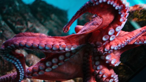 Pulpo