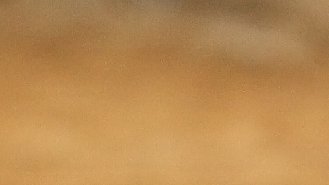 El Té de Rosa Mosqueta es rico en antioxidantes, claves para los procesos de desinflamación de las células.