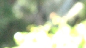 Salvador Zerboni, actor mexicano.