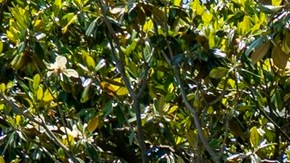 Casa Blanca: por qué talarán un árbol de casi 20 años