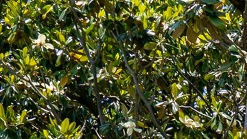 Casa Blanca: por qué talarán un árbol de casi 20 años