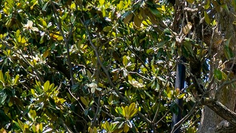 Casa Blanca: por qué talarán un árbol de casi 20 años