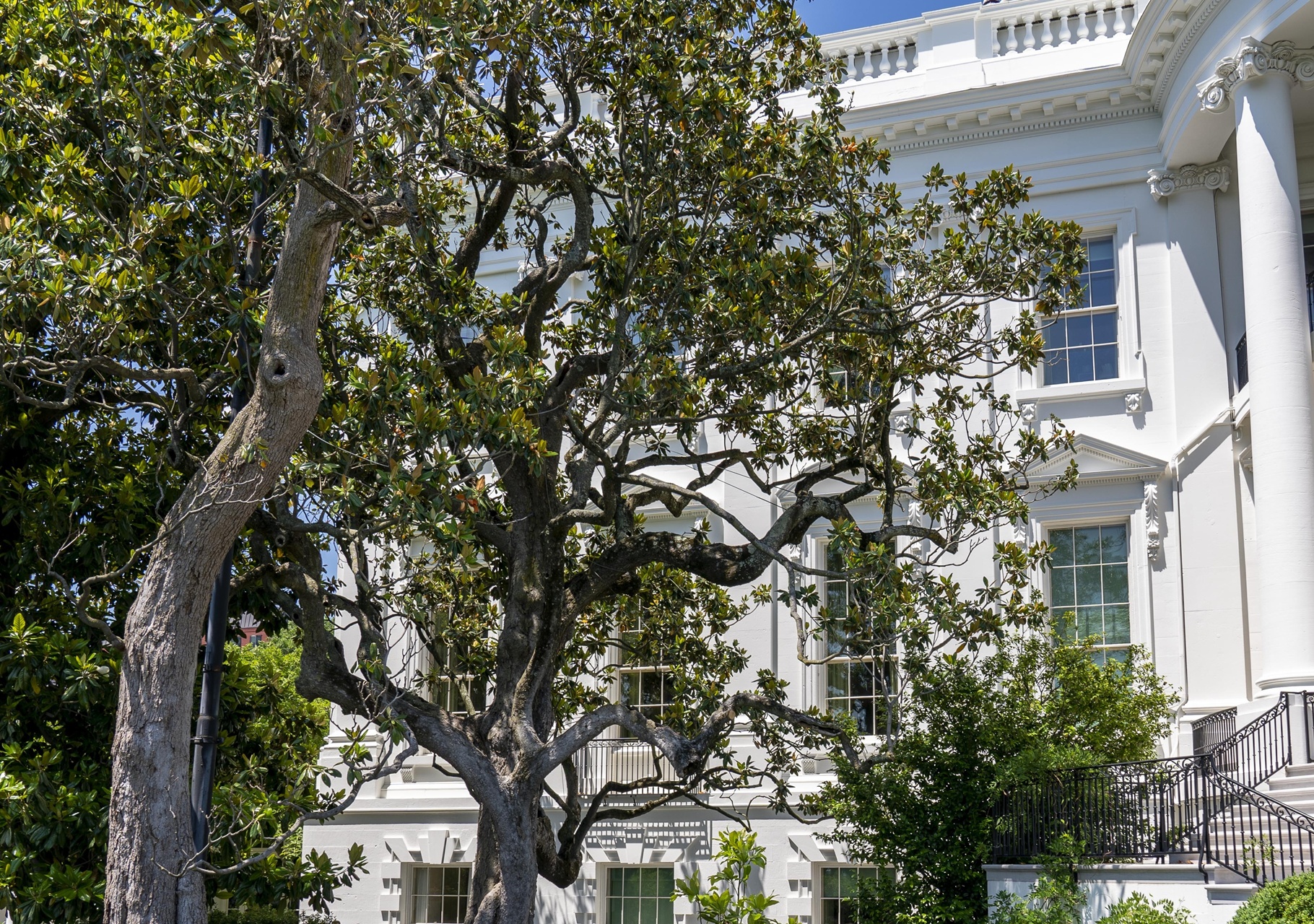 Casa Blanca: por qué talarán un árbol de casi 200 años de antigüedad ...