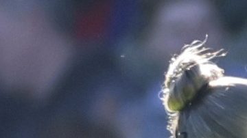 Jean-Philippe Mateta fue sacado del campo de juego en camilla