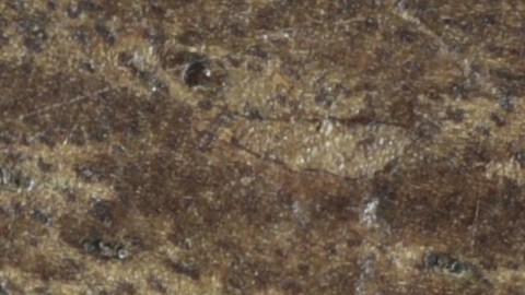 Verifica el detalle con un experto en numismática, ya que muchas monedas suelen falsificarse para aumentar su valor.
