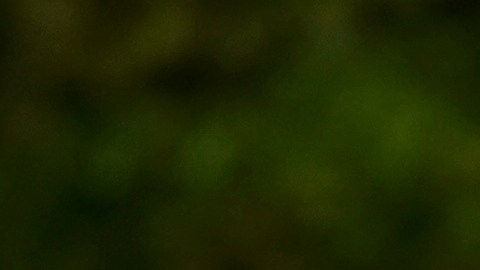 Christina Fulton alegaba que Nicolas Cage no había intervenido ni tomado las medidas necesarias para evitar la conducta agresiva de su hijo.